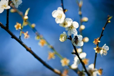 Nature Flowers Insects Bees Depth Of Field White Flowers Wallpapers ...