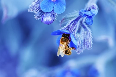 Bee Wallpapers Hd
