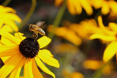 Bees Wallpapers   Android Apps On Google Play