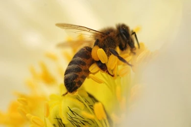 Bees Insects Wallpapers   (
