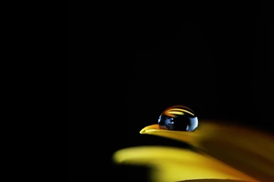 Tigers And Bees Wallpapers By Jules1983 On DeviantArt