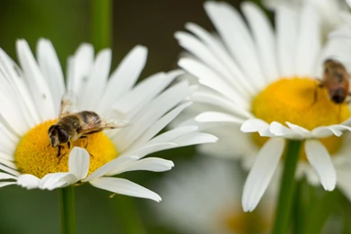 Bees On A Daisy HD Desktop Wallpapers : Widescreen : High ...