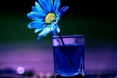 Free Download Wild Animals Photos – 1280×1024 High Definition ...