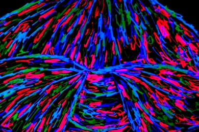 Magick Mushroom Neon By Nyx nixie On DeviantArt