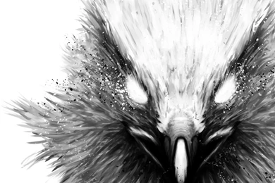 The Hawk Wallpapers 1920x1080 By FuShan On DeviantArt