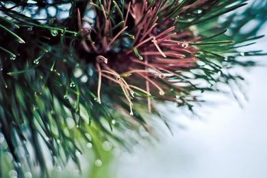 Download Nature DeviantART Wallpapers 1920x1080