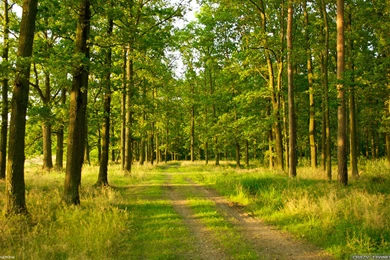 Summer Forest Wallpapers 2   Crazy Frankenstein