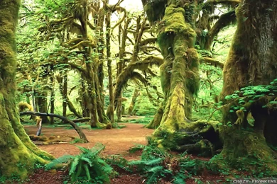 Summer Forest Wallpapers   Crazy Frankenstein