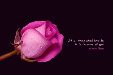 Romantic Quotes Wallpapers Crazy Frankenstein   ILoveQuotes.net