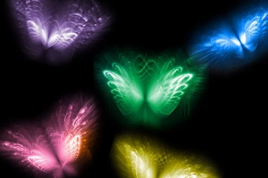 Cool Butterflies Pictures On Animal Picture Society