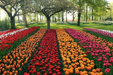 Flower Garden: Beautiful Flower Garden Wallpapers 2 Crazy ...
