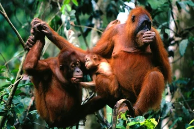 Easter Bunny Wallpapers 2 Crazy Frankenstein