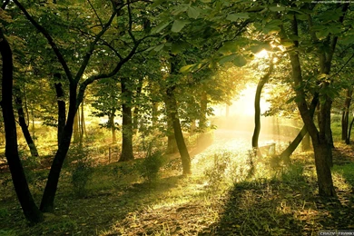 Widescreen Forests Summer Forest Crazy Frankenstein Wallpapers ...