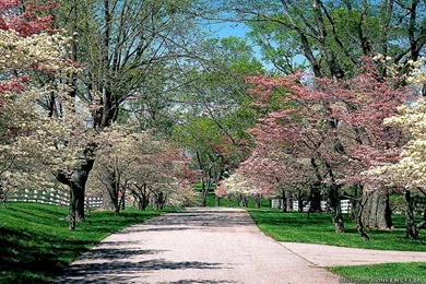 Beautiful Spring Garden Pictures