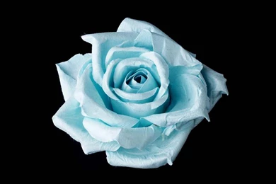 Light Blue Flowers Wallpapers Crazy Frankenstein 1600 X 1200 ...