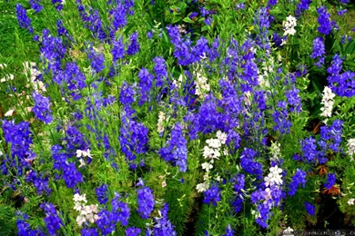 Blue Spring Flowers Names Wallpapers