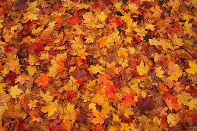 Fall Colors Backgrounds Wallpapers Zone