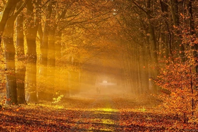 Fall Backgrounds Wallpaper QCPg 46549 Hd Pictures