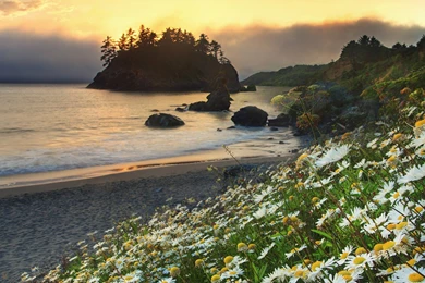 Landscapes California Trinidad Beaches Wallpapers