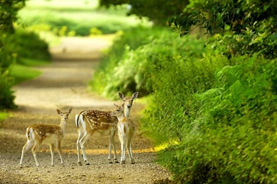 Wallpapers (Computer Desktops/Backgrounds)