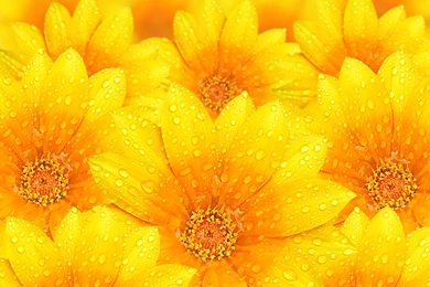 Yellow Flowers Backgrounds   Wallpaper.