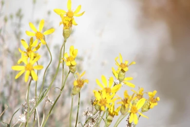 Big Backgrounds   Backgrounds   "Yellow Flowers And Falls" At 1024 ...