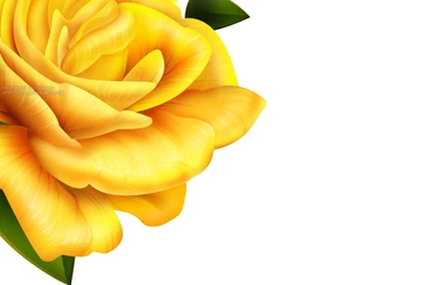 Yellow Flower Twitter Backgrounds Design
