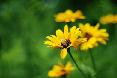 20+ Yellow Flower Backgrounds