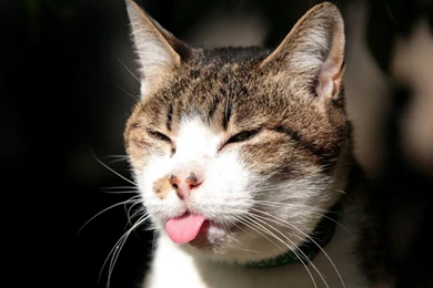 HD Cute Cat Kitty Wallpapers HD Wallpapers