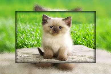CUTE KITTY WALLPAPER