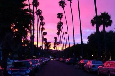 Sunset Palm Tree Wallpapers