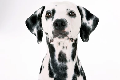 Dalmatian Dog Face Portrait On White Backgrounds Free Stock Photo ...