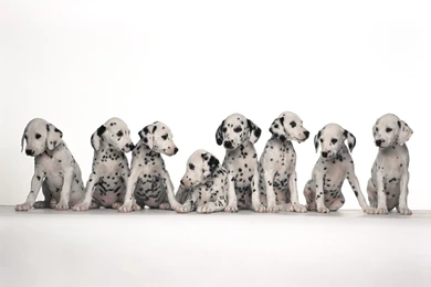 Dalmatian Puppies Standing Isolated On White Backgrounds Free Stock ...