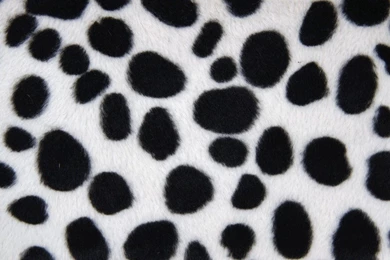 Lets Print Got Dalmatian Co Dalmatian Framing The Dalmatian On ...