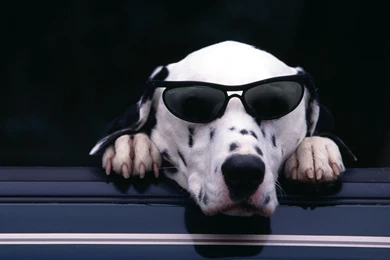 Download Wallpapers 3840x2400 Dalmatian, Face, Sunglasses, Dog ...