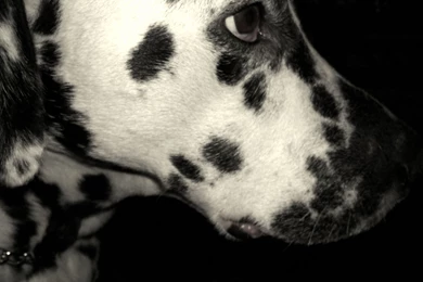Sad Dalmatian On Black Backgrounds Wallpapers And Images ...