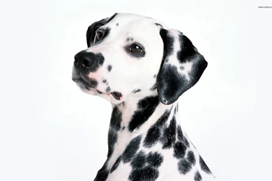 Dalmatian Wallpapers 539714   Resimkoy