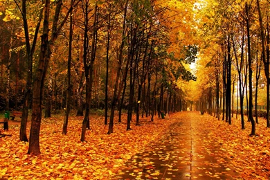 AUTUMN WALLPAPER   (