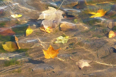 MLeWallpapers.com   Fall Leaves In Pond