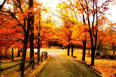 Pretty Fall Backgrounds   Wallpapers Cave