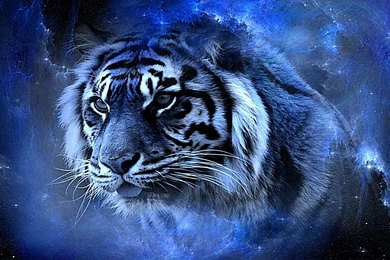 Tiger Beauty Awesome Blue Cool Gorgeous Lovely Nice HD Wallpapers ...