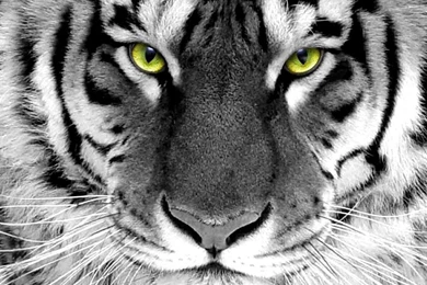 Tiger Wallpapers – AB Wallpapers