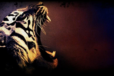 3D Tiger HD Wallpapers