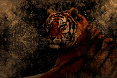 30 3d Tiger Wallpapers Pictures