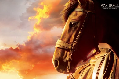 3 War Horse The Movie Wallpapers (28668918) Fanpop