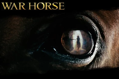 War Horse Wallpapers