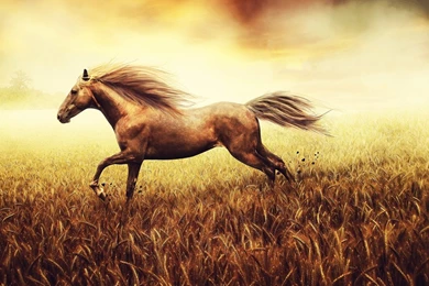 War Horse Desktop HD Wallpaper Run Fast