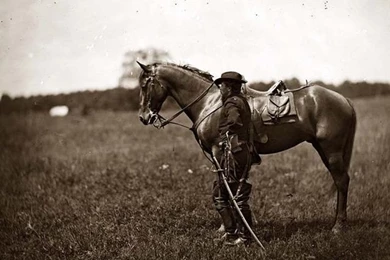 War Horse Wallpapers 640x960 For Mobile Phone