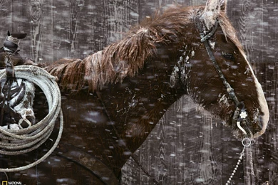 Padlock Ranch Horse Photo, Montana Wallpapers – National Geographic ...