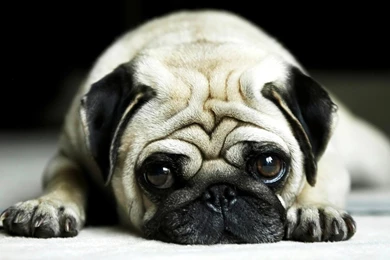 Pug Dog Live Wallpapers   Android Apps On Google Play